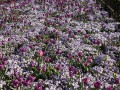 0929-1625 Floriade (1050022)